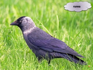 галка
 