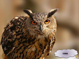 сова
 
