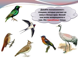 Давайте познакомимся с
птицами, которые улетают на
зиму в тёплые края. Весной
они вновь возвращаются к
нам. Это перелётные птицы.
 