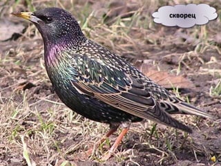 скворец
 