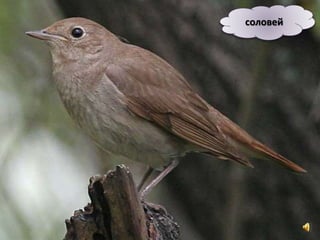 соловей
 