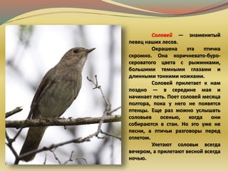 Соловей — знаменитый
певец наших лесов.
Окрашена эта птичка
скромно. Она коричневато-буро-
сероватого цвета с рыжинками,
большими темными глазами и
длинными тонкими ножками.
Соловей прилетает к нам
поздно — в середине мая и
начинает петь. Поет соловей месяца
полтора, пока у него не появятся
птенцы. Еще раз можно услышать
соловьев осенью, когда они
собираются в стаи. Но это уже не
песни, а птичьи разговоры перед
отлетом.
Улетают соловьи всегда
вечером, а прилетают весной всегда
ночью.
 