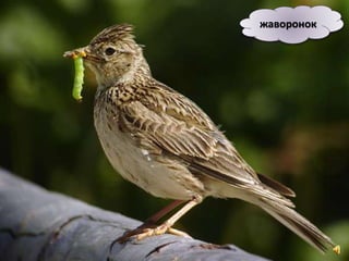 жаворонок
 
