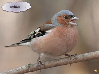 зяблик
 