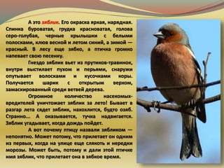 А это зяблик. Его окраска яркая, нарядная.
Спинка буроватая, грудка красноватая, голова
серо-голубая, черные крылышки с белыми
полосками, клюв весной и летом синий, а зимой —
красный. В лесу еще зябко, а птичка громко
напевает свою песенку.
Гнездо зяблик вьет из прутиков-травинок,
внутри выстилает пухом и перьями, снаружи
опутывает волосками и кусочками коры.
Получается шарик с открытым верхом,
замаскированный среди ветвей дерева.
Огромное количество насекомых-
вредителей уничтожает зяблик за лето! Бывает в
разгар лета сядет зяблик, нахохлится, будто озяб.
Странно... А оказывается, тучка надвигается.
Зяблик угадывает, когда дождь пойдет.
А вот почему птицу назвали зябликом —
непонятно. Может потому, что прилетает он одним
из первых, когда на улице еще слякоть и нередки
морозы. Может быть, потому и дали этой птичке
имя зяблик, что прилетает она в зябкое время.
 