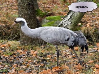 журавль
 
