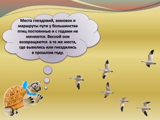 Места гнездовий, зимовок и
маршруты пути у большинства
птиц постоянные и с годами не
меняются. Весной они
возвращаются в те же места,
где вывелись или гнездились
в прошлом году.
 