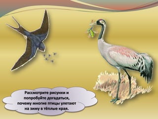 Рассмотрите рисунки и
попробуйте догадаться,
почему многие птицы улетают
на зиму в тёплые края.
 