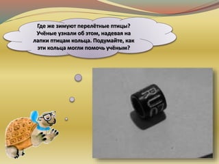 Где же зимуют перелётные птицы?
Учёные узнали об этом, надевая на
лапки птицам кольца. Подумайте, как
эти кольца могли помочь учёным?
 