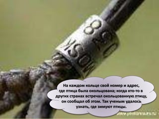 На каждом кольце свой номер и адрес,
где птица была окольцована; когда кто-то в
других странах встречал окольцованную птицу,
он сообщал об этом. Так ученым удалось
узнать, где зимуют птицы.
 