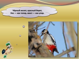 Чёрный жилет, красный берет,
Нос — как топор, хвост — как упор.
 