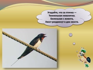 Угадайте, что за птичка —
Темненькая невеличка.
Беленькая с живота,
Хвост раздвинут в два хвоста.
 