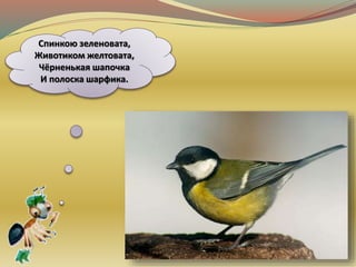 Спинкою зеленовата,
Животиком желтовата,
Чёрненькая шапочка
И полоска шарфика.
 