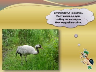 Встали братья на ходули,
Ищут корма по пути.
На бегу ли, на ходу ли
Им с ходулей не сойти.
 