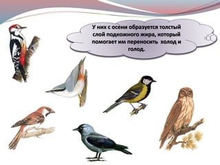 Давайте познакомимся с птицами,
которые осенью никуда не
улетают, зимуют в наших краях.
Это зимующие птицы.
У них с осени образуется толстый
слой подкожного жира, который
помогает им переносить холод и
голод.
 