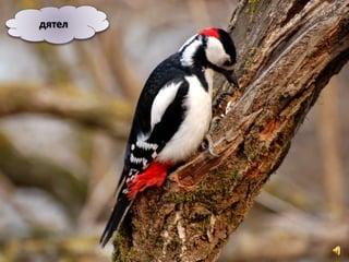 дятел
 