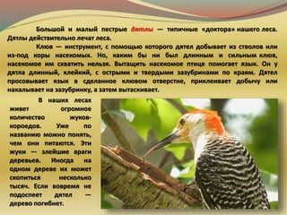 Большой и малый пестрые дятлы — типичные «доктора» нашего леса.
Дятлы действительно лечат леса.
Клюв — инструмент, с помощью которого дятел добывает из стволов или
из-под коры насекомых. Но, каким бы ни был длинным и сильным клюв,
насекомое им схватить нельзя. Вытащить насекомое птице помогает язык. Он у
дятла длинный, клейкий, с острыми и твердыми зазубринами по краям. Дятел
просовывает язык в сделанное клювом отверстие, приклеивает добычу или
накалывает на зазубринку, а затем вытаскивает.
В наших лесах
живет огромное
количество жуков-
короедов. Уже по
названию можно понять,
чем они питаются. Эти
жуки — злейшие враги
деревьев. Иногда на
одном дереве их может
скопиться несколько
тысяч. Если вовремя не
подоспеет дятел —
дерево погибнет.
 