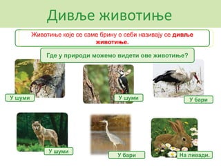 Дивље животиње
Где у природи можемо видети ове животиње?
Животиње које се саме брину о себи називају се дивље
животиње.
У шуми У бариУ шуми
У шуми
На ливади.У бари
 