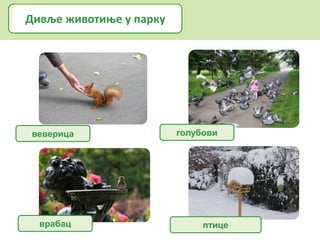 веверица голубови
Дивље животиње у парку
врабац птице
 