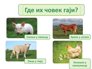 Где их човек гаји?
Овце у тору Кокошке у
кокошињцу
Краве у шталиСвиње у свињцу
 