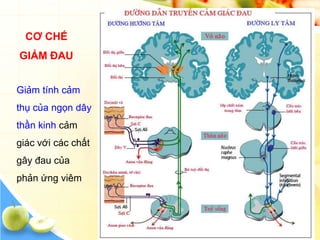 CƠ CHẾ
GIẢM ĐAU


Giảm tính cảm
thụ của ngọn dây
thần kinh cảm
giác với các chất
gây đau của
phản ứng viêm
 