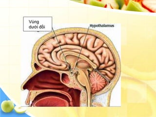 Vùng
dưới đồi
 