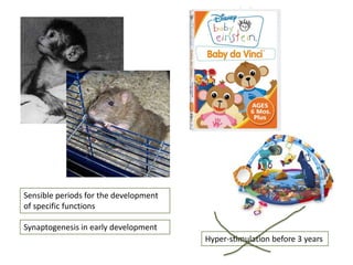 Sensible periods for the development
of specific functions
Synaptogenesis in early development
Hyper-stimulation before 3 years

 