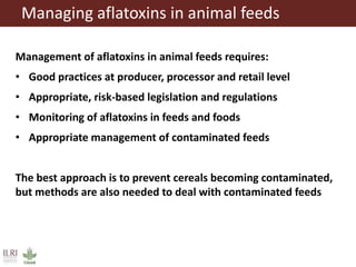 Aflatoxins, animal health and safety of animal source foods 