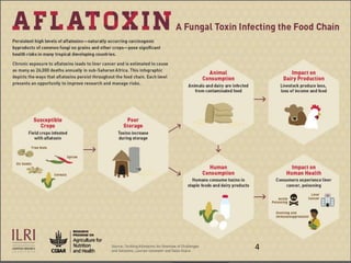 Aflatoxins, animal health and safety of animal source foods 