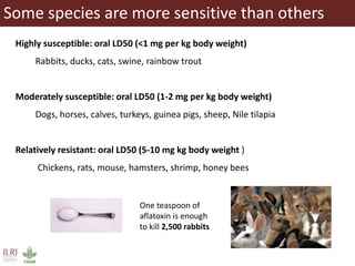 Aflatoxins, animal health and safety of animal source foods 