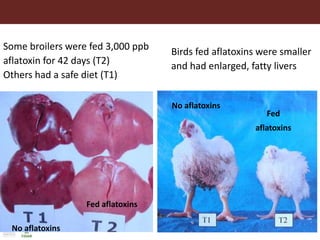 Aflatoxins, animal health and safety of animal source foods 