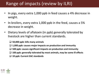 Aflatoxins, animal health and safety of animal source foods 