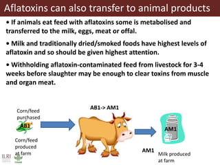 Aflatoxins, animal health and safety of animal source foods 