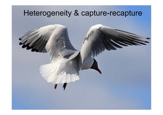 Heterogeneity & capture-recapture
 