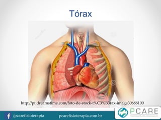 pcarefisioterapia.com.br/pcarefisioterapia
Tórax
http://pt.dreamstime.com/foto-de-stock-t%C3%B3rax-image30686100
 