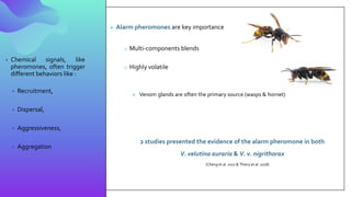 CURRENT PRACTICE
• Chemical signals, like
pheromones, often trigger
different behaviors like :
• Recruitment,
• Dispersal,
• Aggressiveness,
• Aggregation
➢ Alarm pheromones are key importance
o Multi-components blends
o Highly volatile
➢ Venom glands are often the primary source (wasps & hornet)
2 studies presented the evidence of the alarm pheromone in both
V. velutina auraria & V. v. nigrithorax
(Cheng et al. 2017 & Thiery et al. 2018)
 