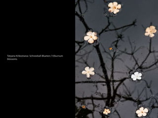 Tatyana Krikovtseva: Schneeball-Blueten / Viburnum 
blossoms 
 