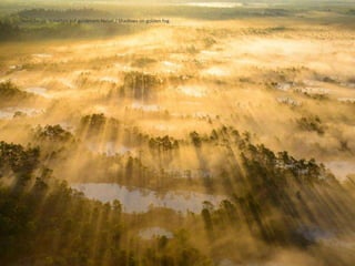 Sven Zacek: Schatten auf goldenem Nebel / Shadows on golden fog 
 