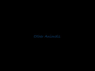 Other Animals 
 