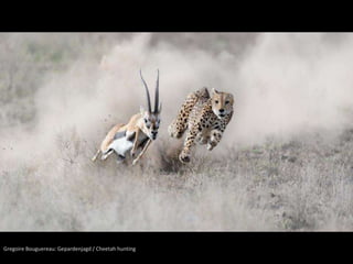Gregoire Bouguereau: Gepardenjagd / Cheetah hunting 
 