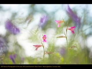 GDT Nature Photographer of the year 2015 overall winner: Klaus Tamm - Marsh gladiolus. Tuscany, Italy.
 
