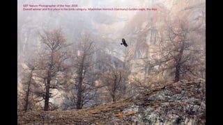 GDT Nature Photographer of the Year 2018
Overall winner and first place in the birds category: Maximilian Hornisch (Germany)-Golden eagle, the Alps
 