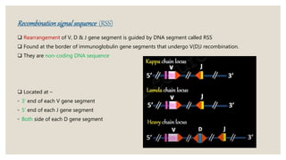 genitics of antibody diversity | PPTX