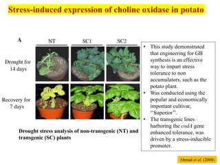 Stress-induced expression of choline oxidase in potato
Drought stress analysis of non-transgenic (NT) and
transgenic (SC) plants
• This study demonstrated
that engineering for GB
synthesis is an effective
way to impart stress
tolerance to non
accumulators, such as the
potato plant.
• Was conducted using the
popular and economically
important cultivar,
‘‘Superior’’.
• The transgenic lines
harboring the codA gene
enhanced tolerance, was
driven by a stress-inducible
promoter.
Ahmad et al. (2008)
 