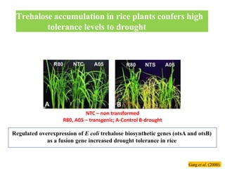 Trehalose accumulation in rice plants confers high
tolerance levels to drought
NTC – non transformed
R80, A05 – transgenic; A-Control B-drought
Garg et al. (2000)
 