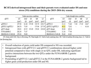 BC1F2-derived introgressed lines and their parents were evaluated under DS and non-
stress (NS) conditions during the 2015–2016 dry season.
• Overall reduction of grain yield under DS compared to NS was recorded.
• Introgressed lines with qDTY12.1 and qDTY2.3 combinations showed higher yield
potential compared to lines with single or no QTL under DS, indicating significant
positive interactions between the two QTLs under the FUNAABOR-2 genetic
background.
• Pyramiding of qDTY12.1 and qDTY2.3 in the FUNAABOR-2 genetic background led to
higher grain yield production under DS and NS.
 