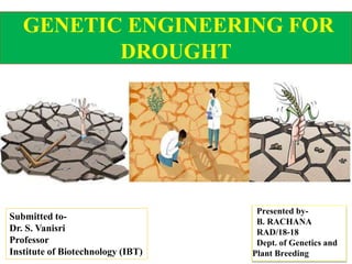 GENETIC ENGINEERING FOR
DROUGHT
Presented by-
B. RACHANA
RAD/18-18
Dept. of Genetics and
Plant Breeding
Submitted to-
Dr. S. Vanisri
Professor
Institute of Biotechnology (IBT)
 