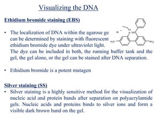 Visualizing the DNA
Ethidium bromide staining (EBS)
• The localization of DNA within the agarose gel
can be determined by staining with fluorescent
ethidium bromide dye under ultraviolet light.
The dye can be included in both, the running buffer tank and the
gel, the gel alone, or the gel can be stained after DNA separation.
• Ethidium bromide is a potent mutagen
Silver staining (SS)
• Silver staining is a highly sensitive method for the visualization of
nucleic acid and protein bands after separation on polyacrylamide
gels. Nucleic acids and proteins binds to silver ions and form a
visible dark brown band on the gel.
 