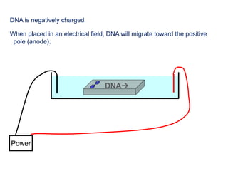 DNA is negatively charged.
+-
Power
DNA
When placed in an electrical field, DNA will migrate toward the positive
pole (anode).
Cathode Anode
 