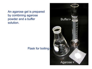 An agarose gel is prepared
by combining agarose
powder and a buffer
solution.
Agarose
Buffer
Flask for boiling
 